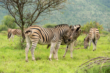 Zèbre de Burchell, Equus quagga, Parc national du Pilanesberg, Afrique du Sud
