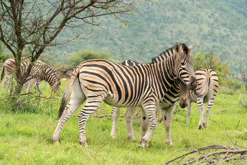 Zèbre de Burchell, Equus quagga, Parc national du Pilanesberg, Afrique du Sud