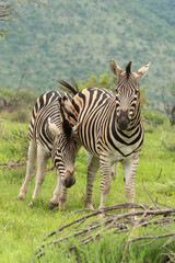Fototapeta na wymiar Zèbre de Burchell, Equus quagga, Parc national du Pilanesberg, Afrique du Sud