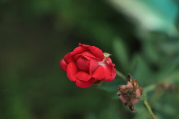 Garden spray red roses. Green leaves on branches, bushes of bright blooming roses on sunny day.