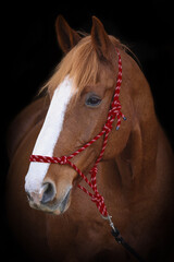 Portrait of a chestnut horse wearing a red rope halter, black background.