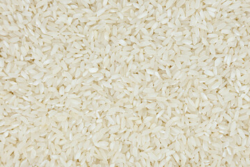 the seeds of white rice