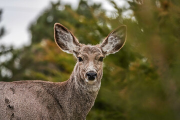 Naklejka na ściany i meble deer in the forest up close