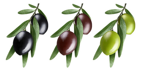 Green, black and brown olives set, isolated on white background