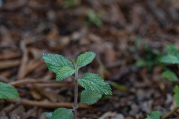 Beautiful large drop morning dew in nature, selective focus. Drops of clean transparent water on leaves. Sun glare in drop. Image in green tones. Spring summer natural background.