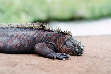 Marine iguana lying on rock