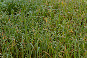 Obraz premium green grass background