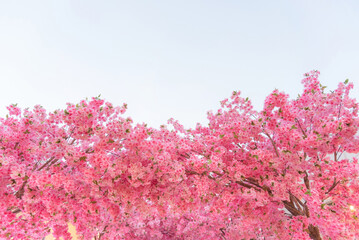 Pink blossoms on the branch with blue sky during spring blooming,.Branch with pink sakura blossoms, Chiang Mai, Thailand.Blooming cherry tree branches against a cloudy blue sky Himalayan blossom