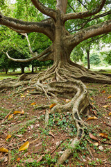 Tropical ficus tree roots. Sri Lanka