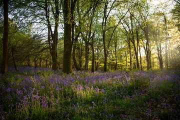 Fototapeta premium Woodlands with carpet of bluebells, Bluebell woods in National Trust Dinefwr. Carmarthenshire, Wales.