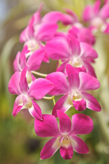 Pink orchid close up in nature