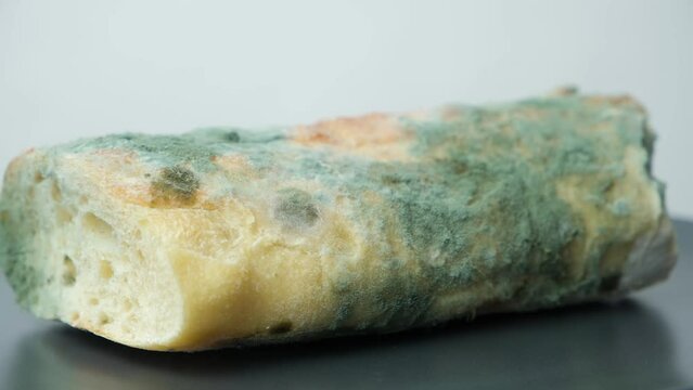 Mold on bread on a white background close-up. The danger of mold, stale products.