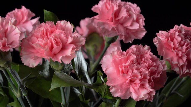 Bouquet of bright pink carnations on a black background