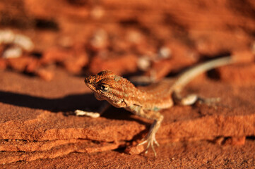 desert lizard 