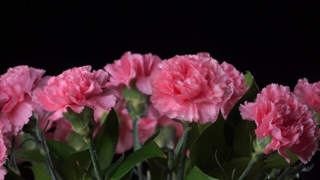Bouquet of bright pink carnations on a black background