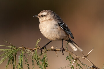 Patagonian mockingbird perched, La Pampa province, Patagonia , Argentina.
