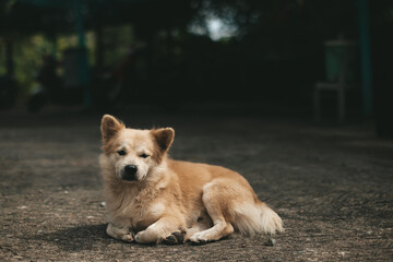 Sad lonely abandoned dog on the street of the city