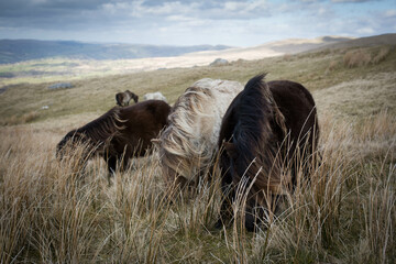 Three Shetland ponies grazing on the black mountain, Carmarthenshire, Wales.