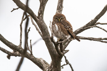 Ferruginous Pygmy owl, Glaucidium brasilianum, Calden forest, La Pampa Province, Patagonia, Argentina.