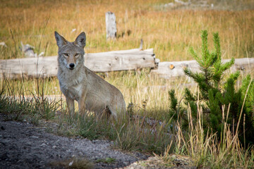 Coyote in Yellowstone National Park, USA