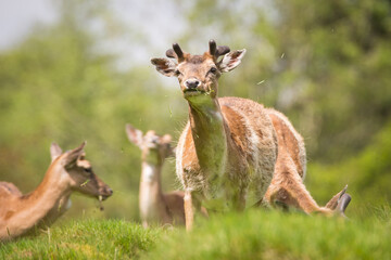 Fallow deer looking ahead during a warm sunny day in Carmarthenshire.