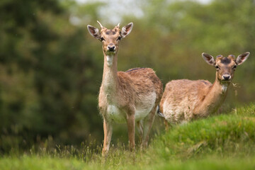 Naklejka na ściany i meble Fallow deer looking ahead during a warm sunny day in Carmarthenshire.