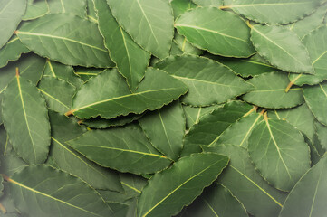 Natural green background from laurel leaves. Natural spices. Fresh laurel leaves.