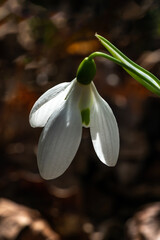 Snowdrop galanthus elwesii var monostictus (Greater Snowdrop) an early winter spring flowering  bulbous plant with a white springtime flower which opens in January and February, stock photo image