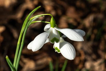 Obraz premium Snowdrop (Galanthus) 'Galatea' a winter spring flowering plant with a white green springtime flower which opens in January and February, stock photo image