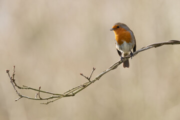 close up of Robin perched on a branch. Carmarthenshire, Wales.