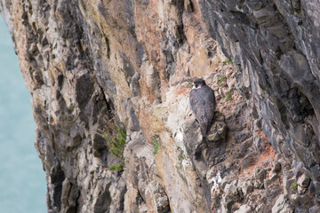Peregrine Falcon perched on a cliff, Pembrokeshire coast, Wales.