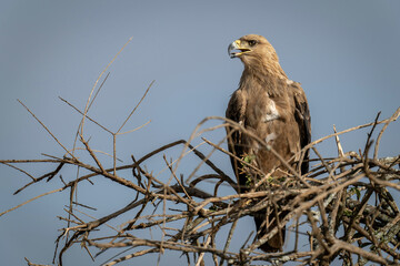 Tawny eagle turns head and opens mouth