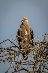Tawny eagle with open mouth and catchlight