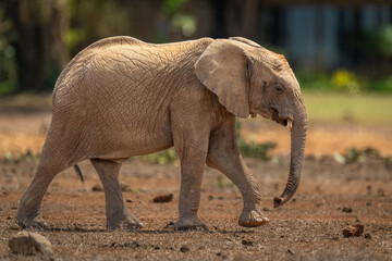 Young African bush elephant strolls past lodge