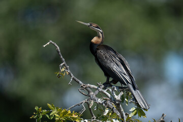Obraz premium African darter on tangled branches facing left