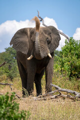 Obraz premium African elephant stands over log blowing sand