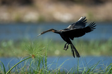 African darter about to land on riverbank