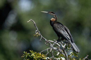 African darter on leafy branch in sunshine