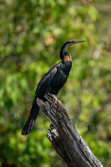 African darter in profile on tree stump