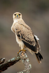 Tawny eagle on twisted branch watching camera