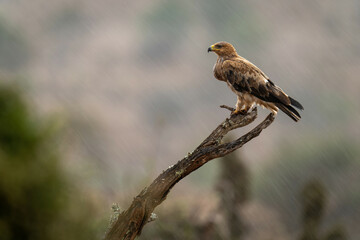 Tawny eagle on wet stump in profile