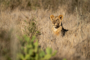 Young male lion lies in tall grass