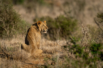 Young male lion sits staring on track