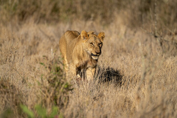 Young male lion stands growling in grass