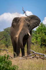 Obraz premium African elephant stands over log squirting earth