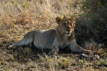Fototapeta na wymiar Young male lion lies with zebra hoof