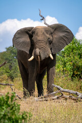 Naklejka premium African elephant stands over log squirting dust