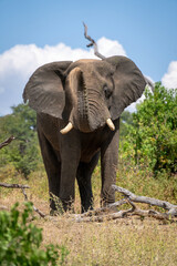 African elephant stands over log blowing dust
