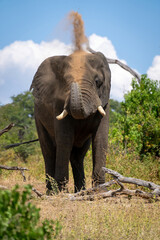 Obraz premium African elephant stands over log squirting sand