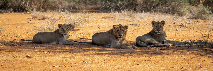 Three lions lie in shade of tree